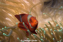 This Spinecheek Anemonefish was photographed off Bangka I... by George Given 